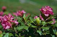 rododendro.jpg