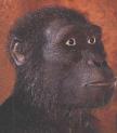 Australopithecus